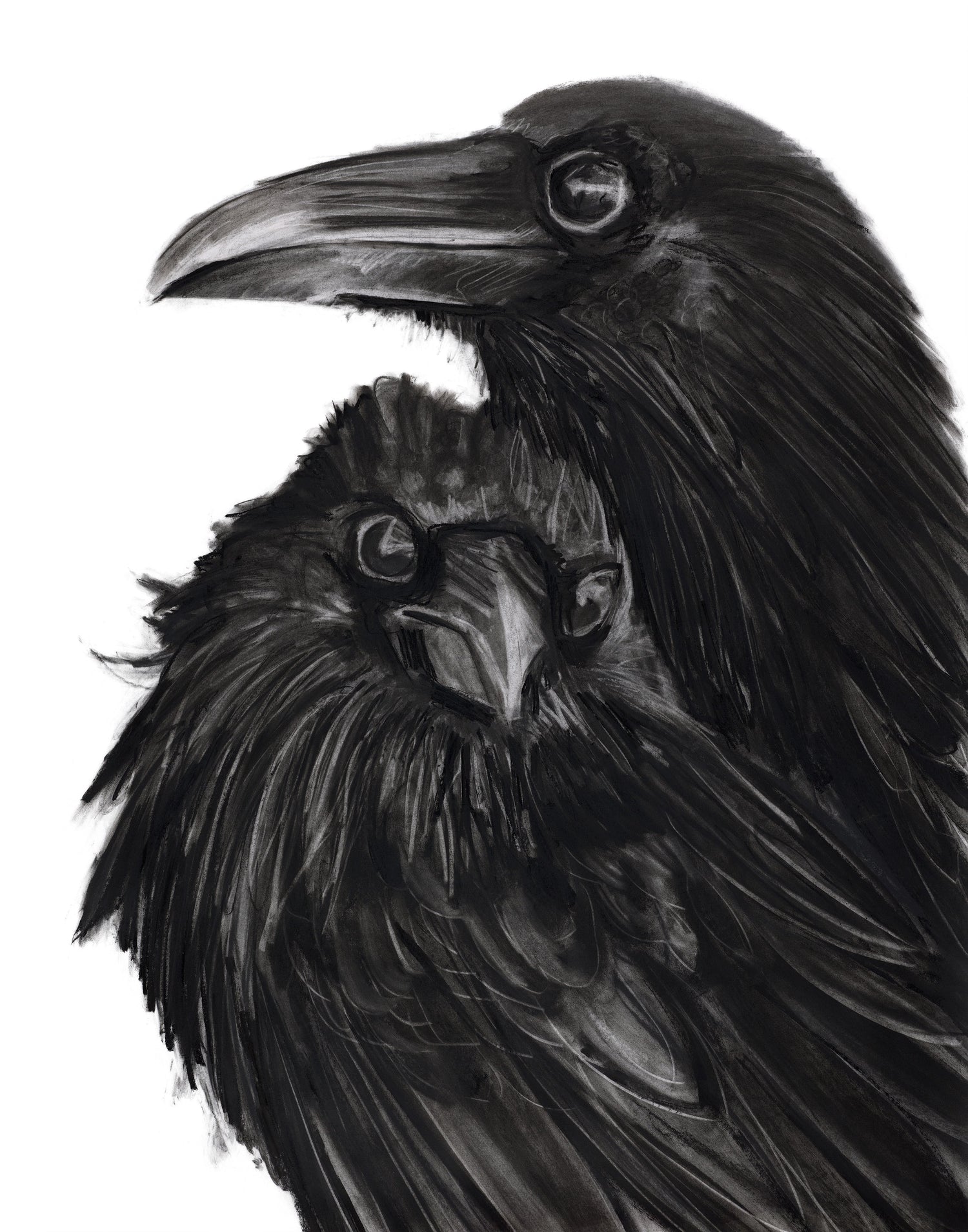 large B&W charcoal raven