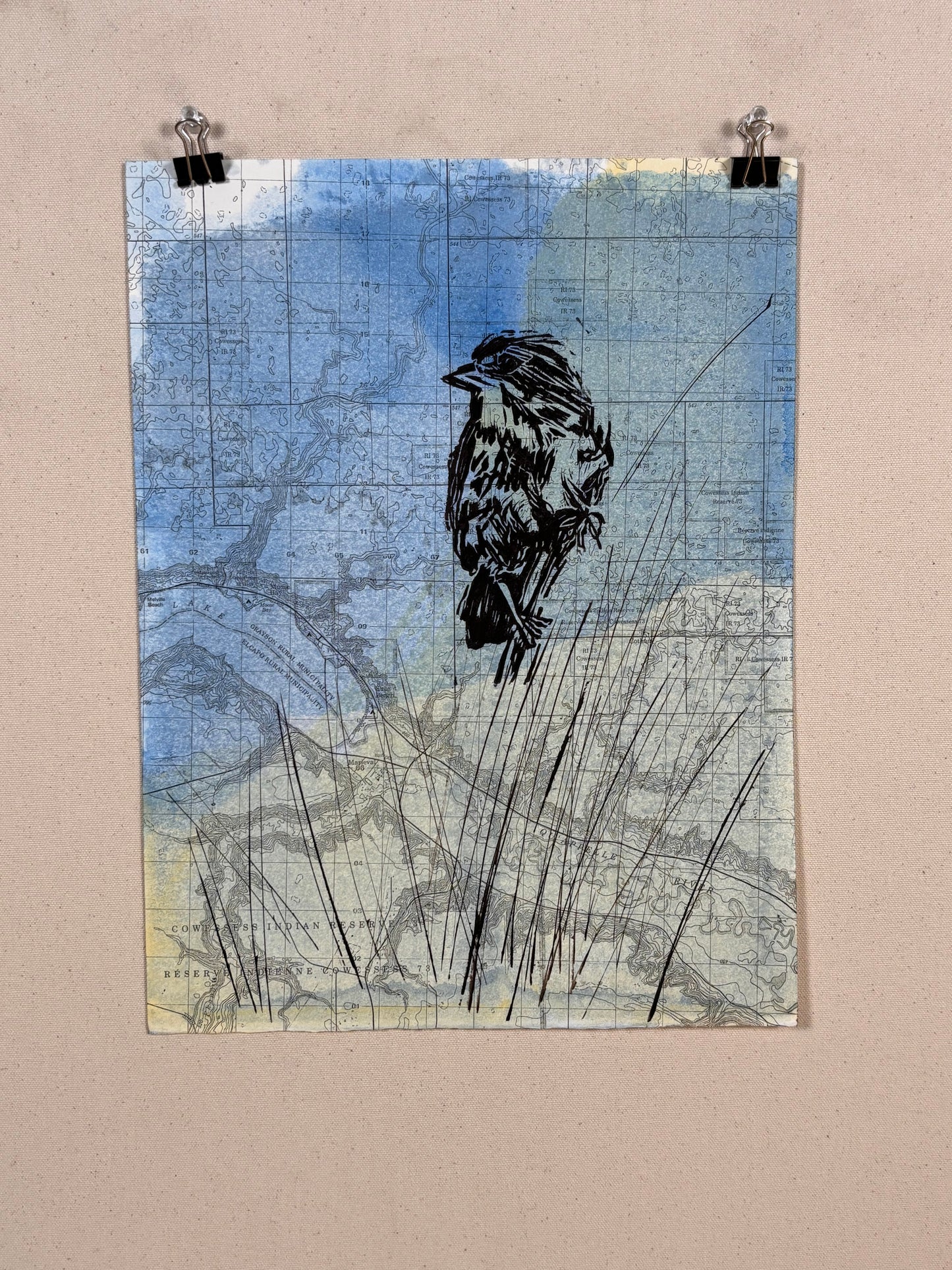Song Sparrow