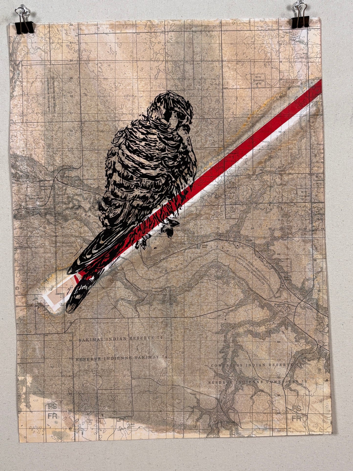 Female American Kestrel