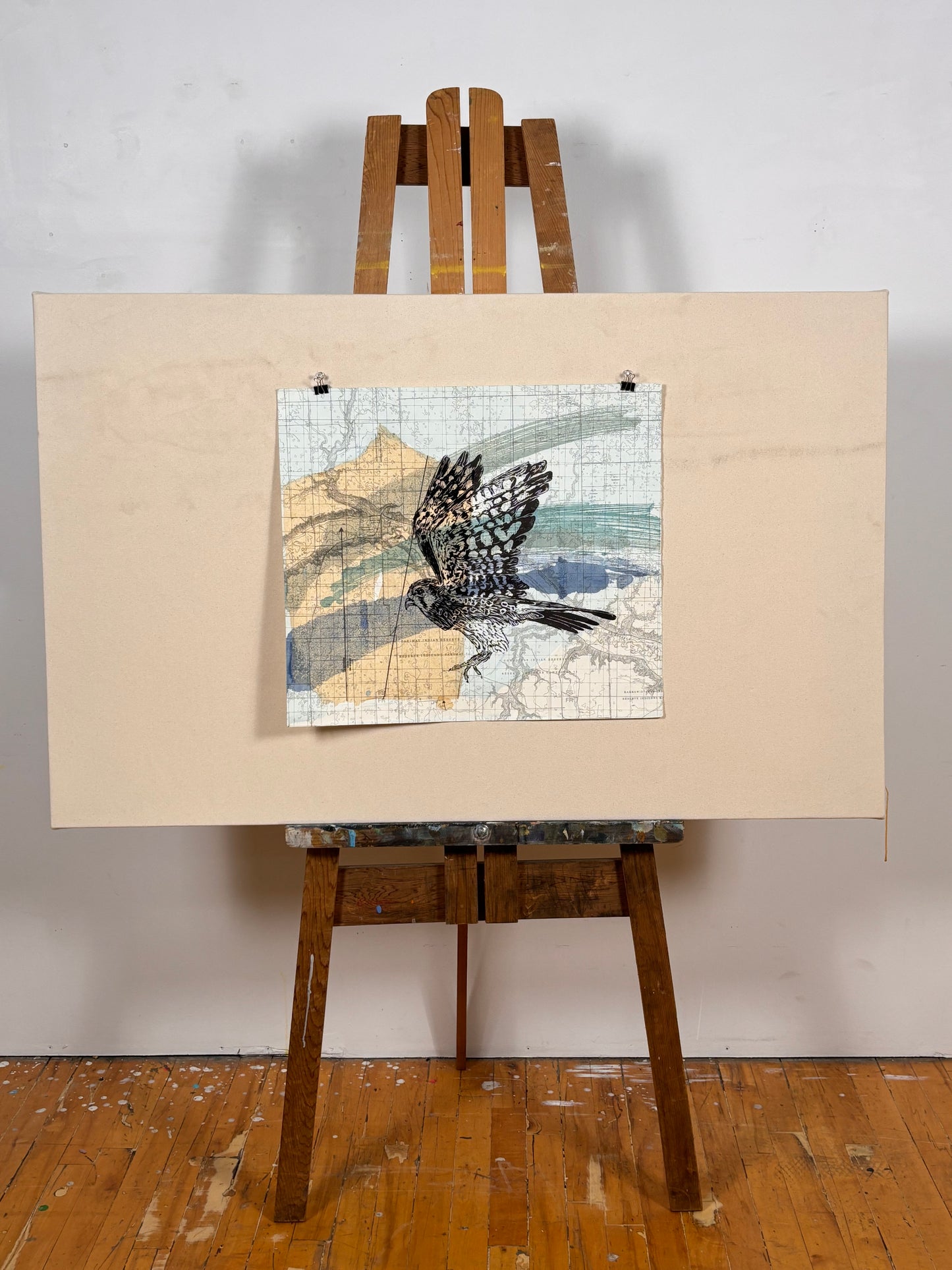 Male American Kestrel