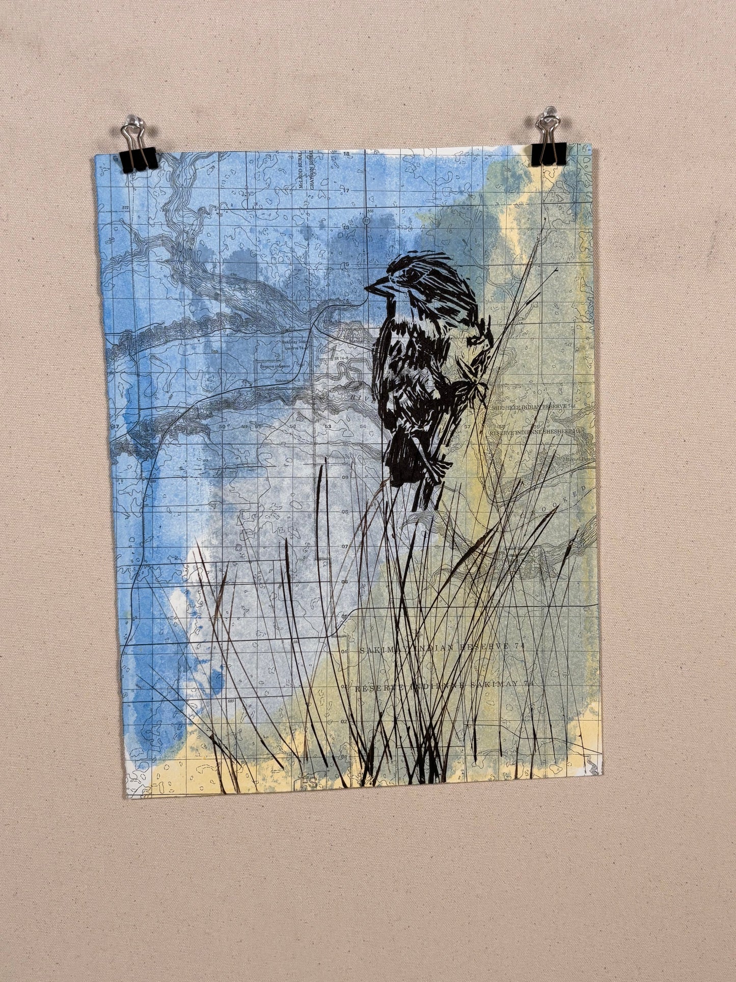 Song Sparrow