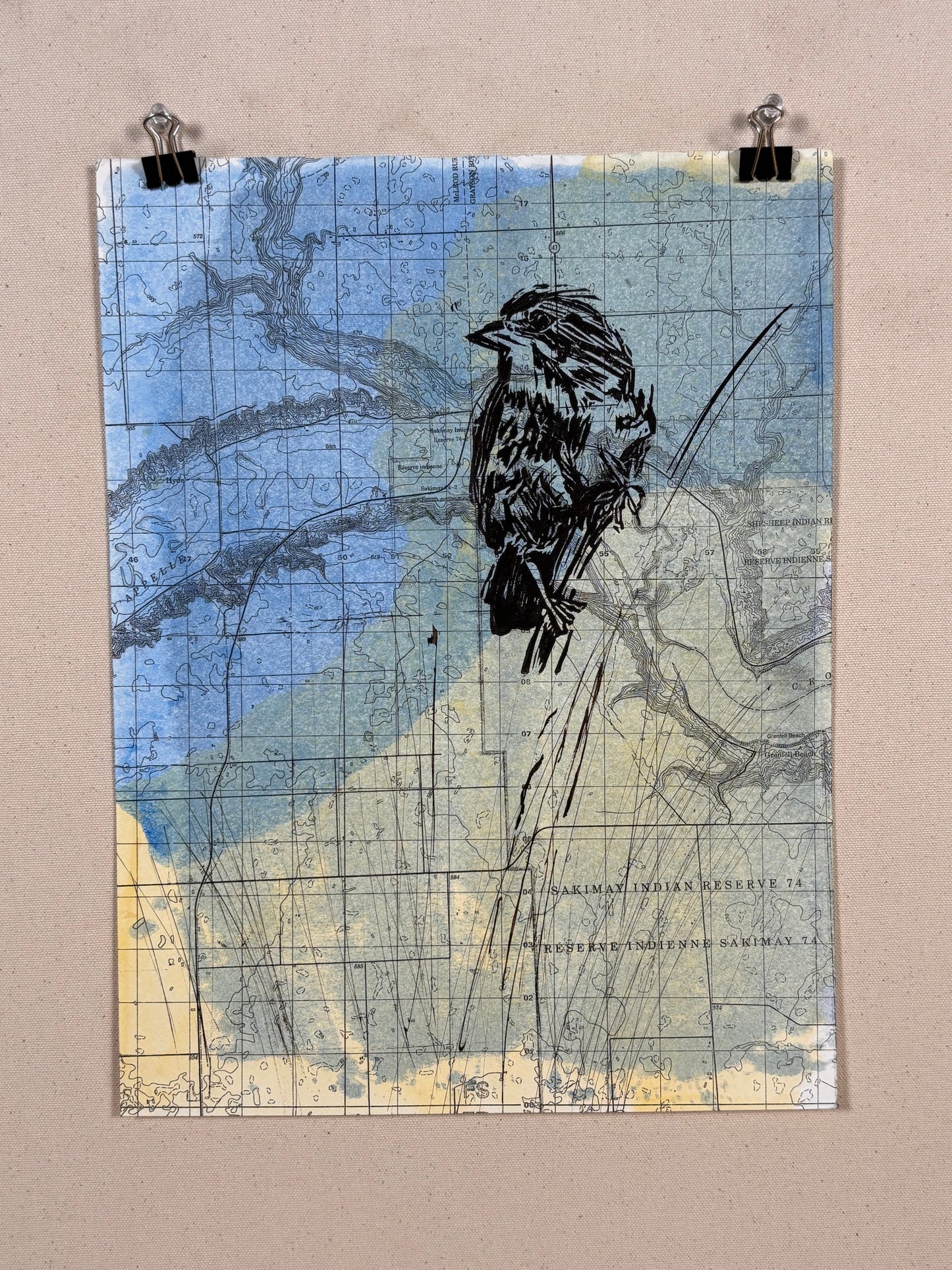 Song Sparrow