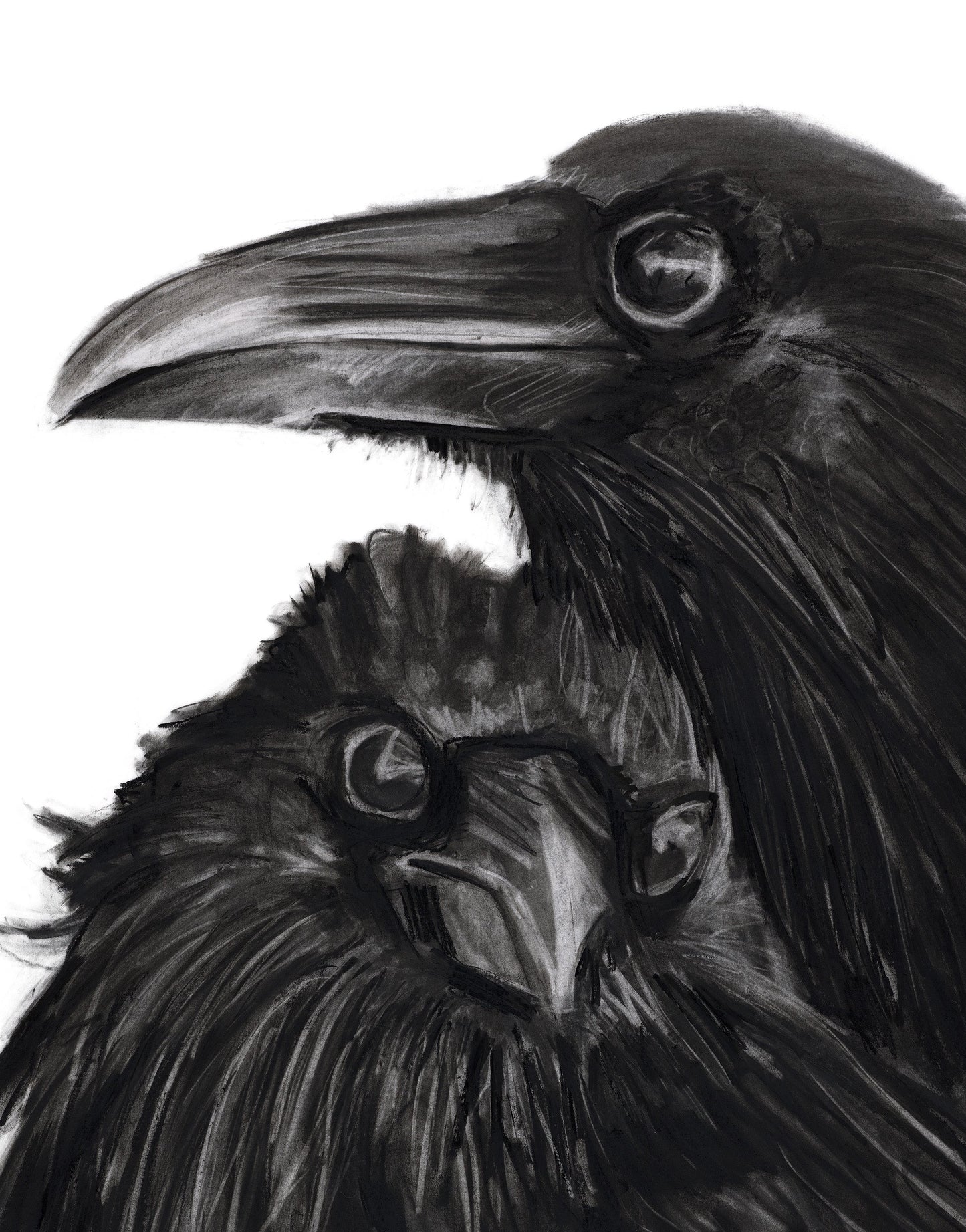 Raven Pair (framed original)