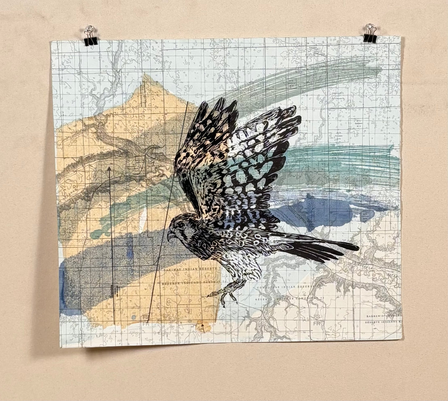 Male American Kestrel