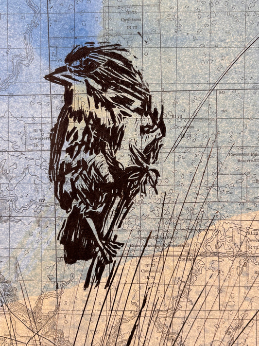 Song Sparrow