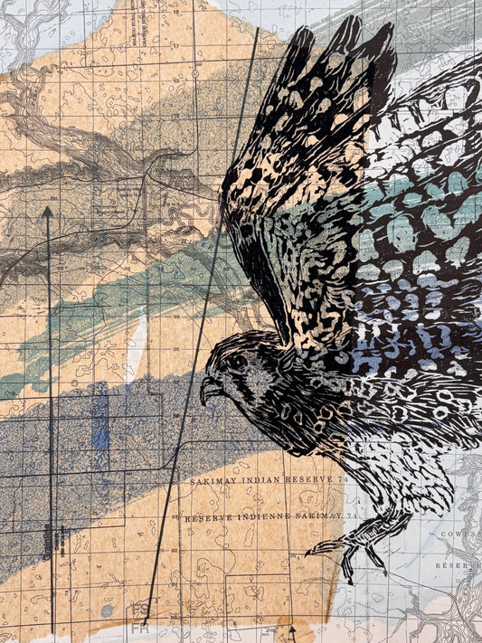 Male American Kestrel