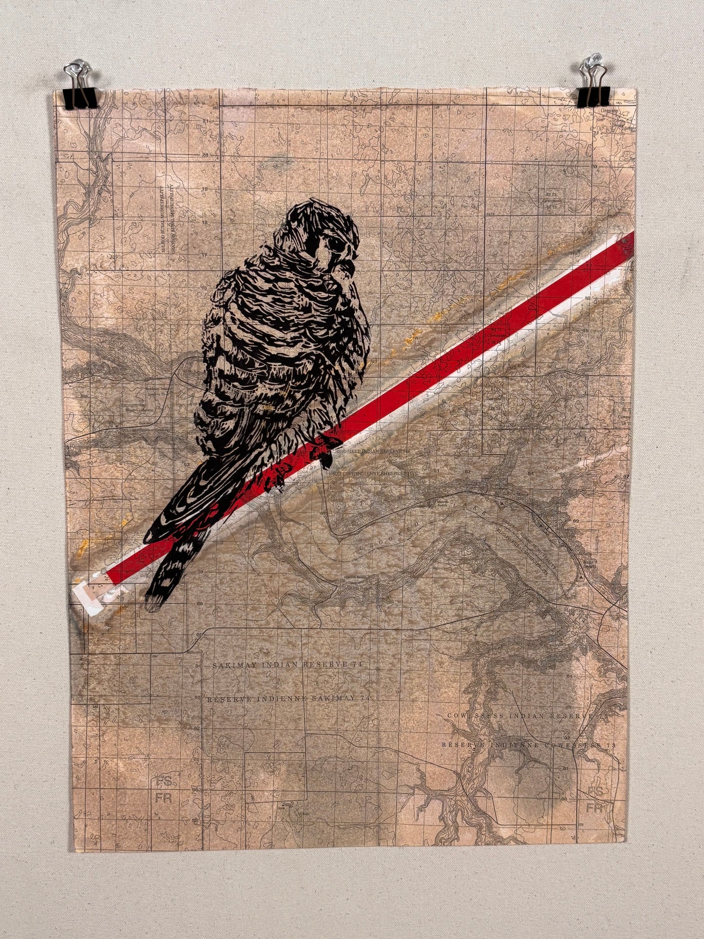 Female American Kestrel