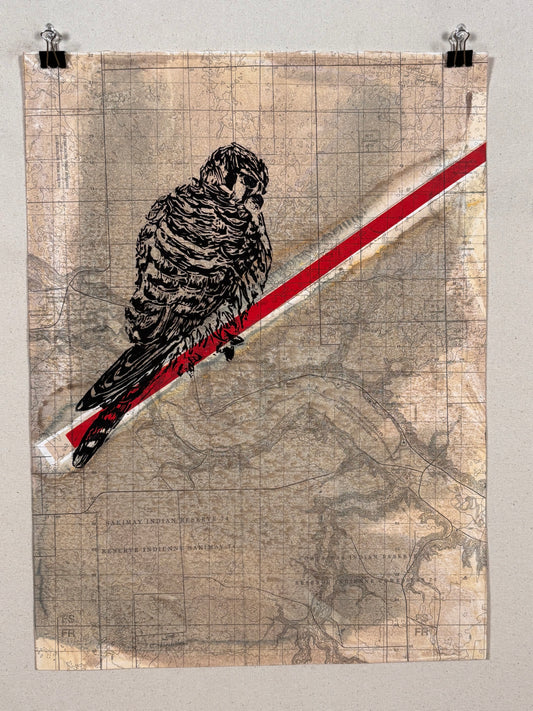 Female American Kestrel
