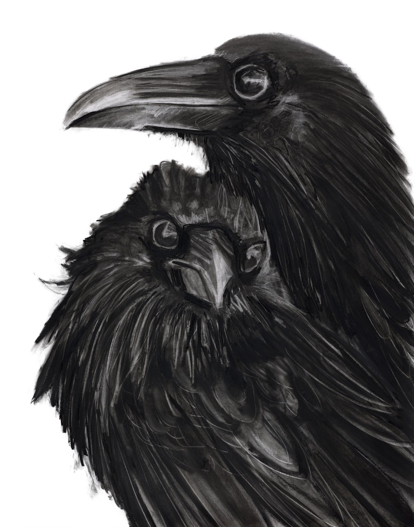 Raven Pair (framed original)